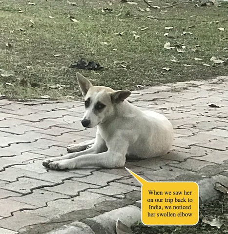 Helping stray dogs of India Alpha
