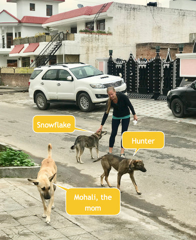 stray community dogs of India