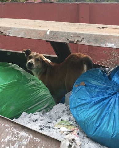 Chitimala being dumpster diver