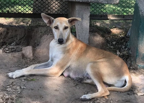 Gazelle Indian Stray Dog Golf Club Chandigarh