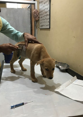 Puppies getting ready for sterilization