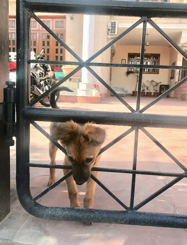 Indian Desi Dog