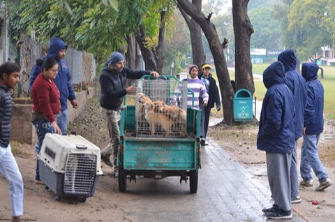 dogs of golf club chandigarh