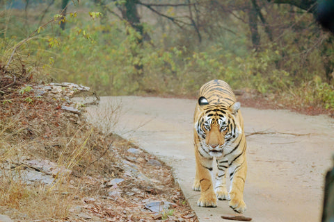 Ranthambore National Park Tiger - Dhonk