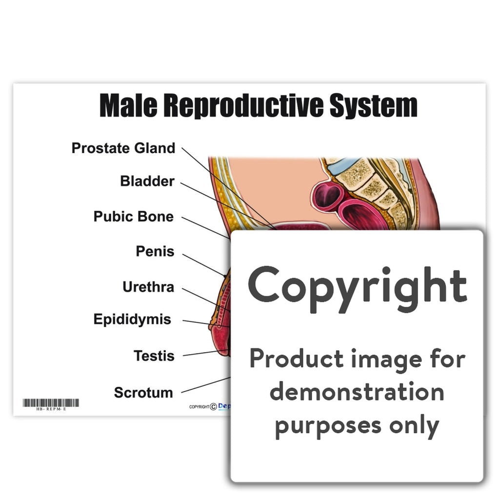 Male Reproductive System Depicta 