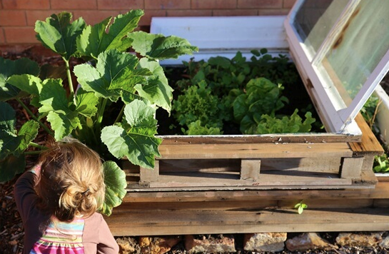 Old window frames can be used as raised garden beds.