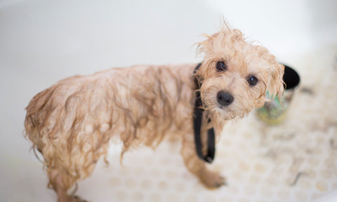 Dog wet after being washed