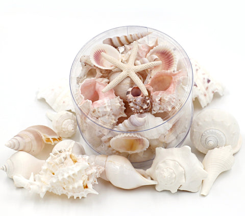 premium seashell decorator pack