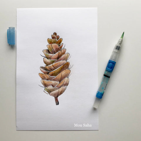 Pinecone Sketch with Waterbrush