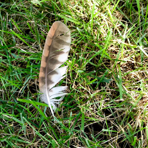 Feather in Grass