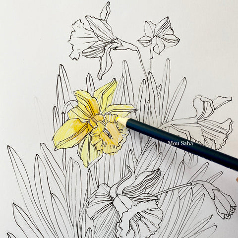 Daffodil sketch with Goldfaber color pencil