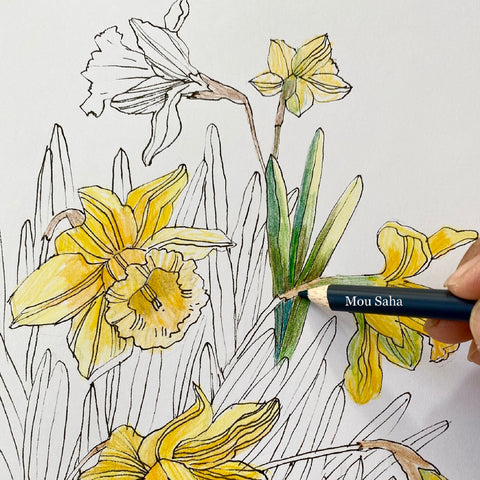 Yellow and green daffodil sketch with Goldfaber Color Pencil
