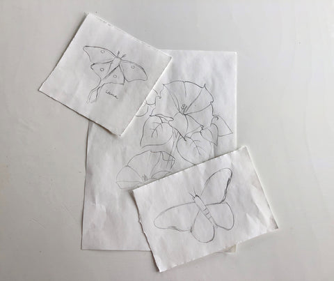 Graphite sketches of moths and flowers