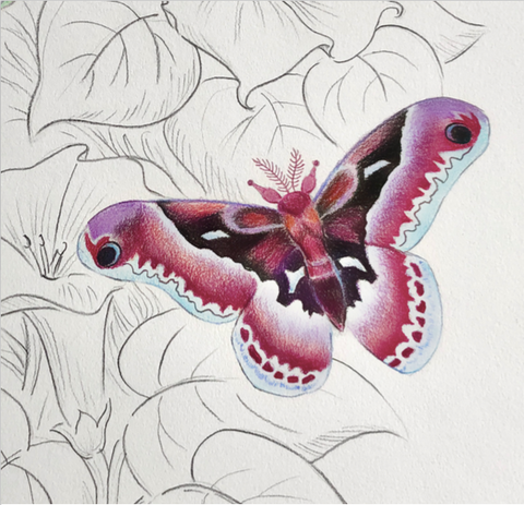 Colorful moth sketch