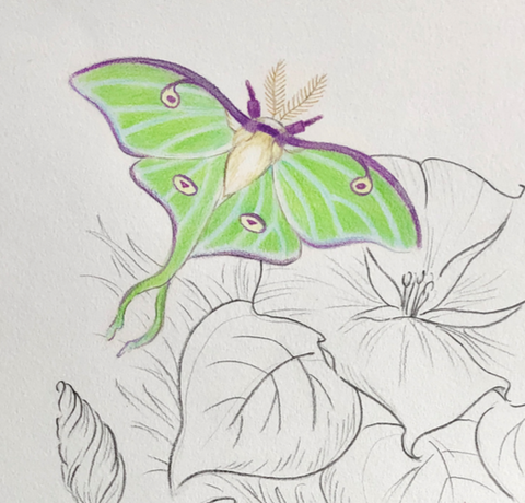 Colored moth sketch