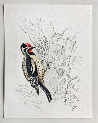 Woodpecker Sketch Finished