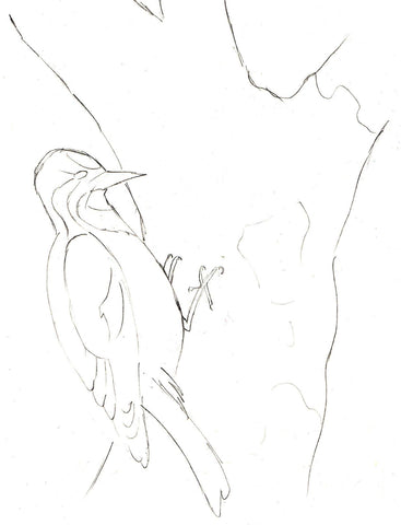 Woodpecker Sketch