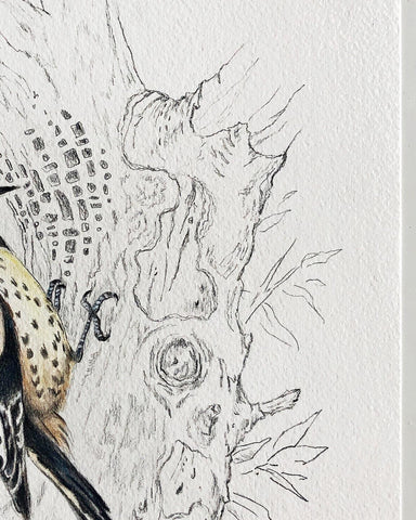 Up-Close Woodpecker Sketch