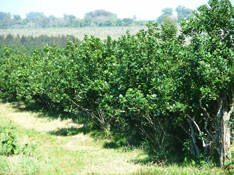 Champ Yerba Maté Argentine