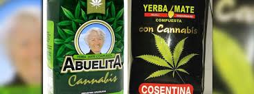 Yerba Maté Cannabis Uruguay