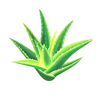 Aloe vera