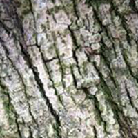 Banyan Tree Bark