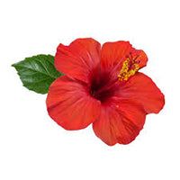 Hibiscus leaves and flower