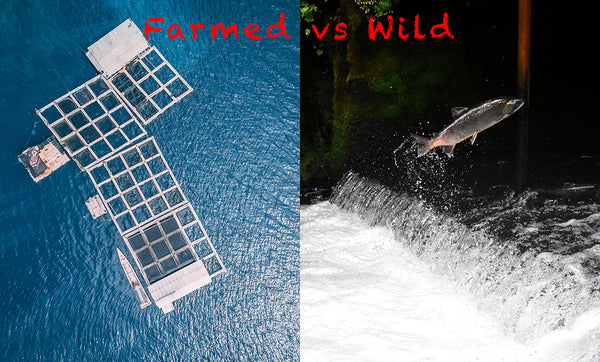 Farmed vs Wild Salmon