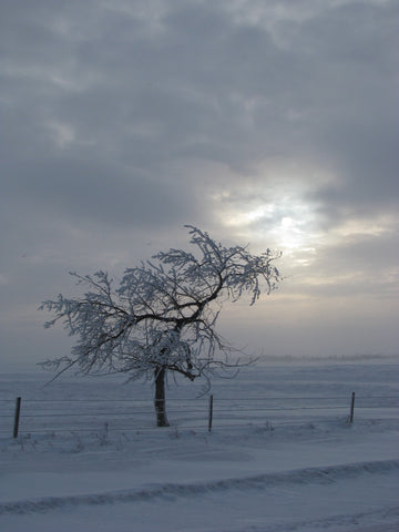 A prairie hardy plum tree during winter