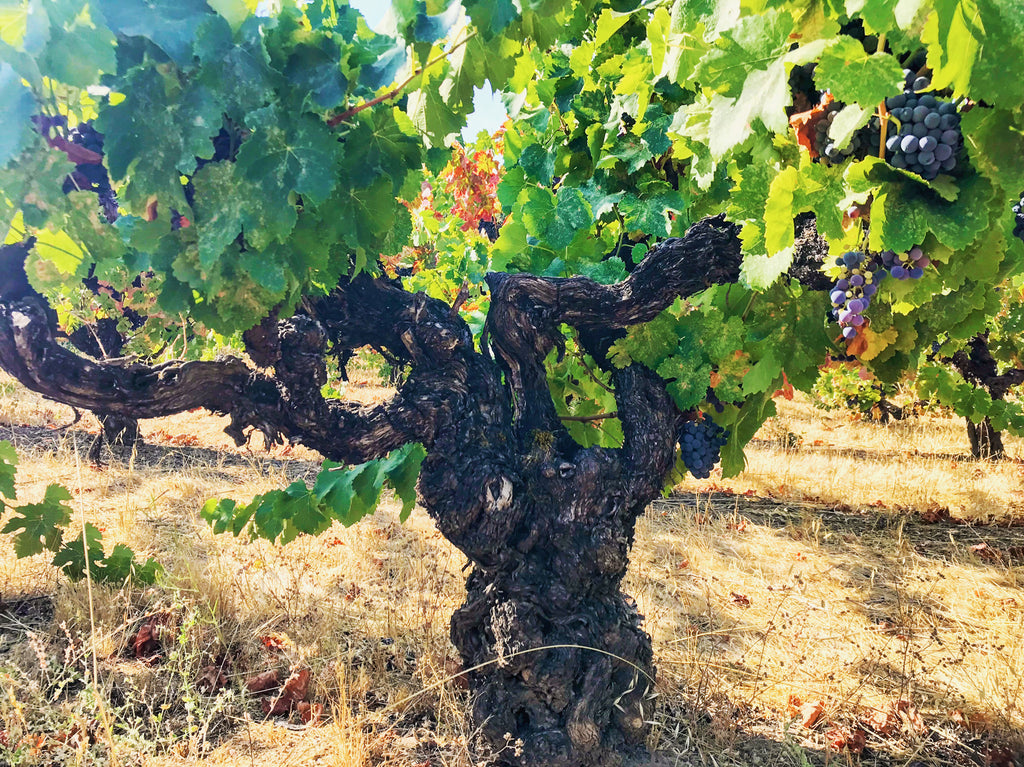 Feliz Creek Vineyard Minus Tide Wines