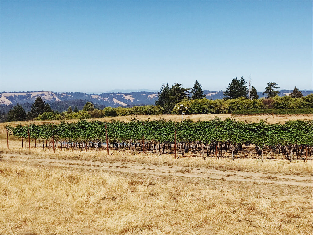 Manchester Ridge Vineyard Minus Tide Wines