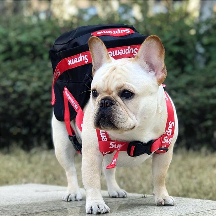 dog backpack leash