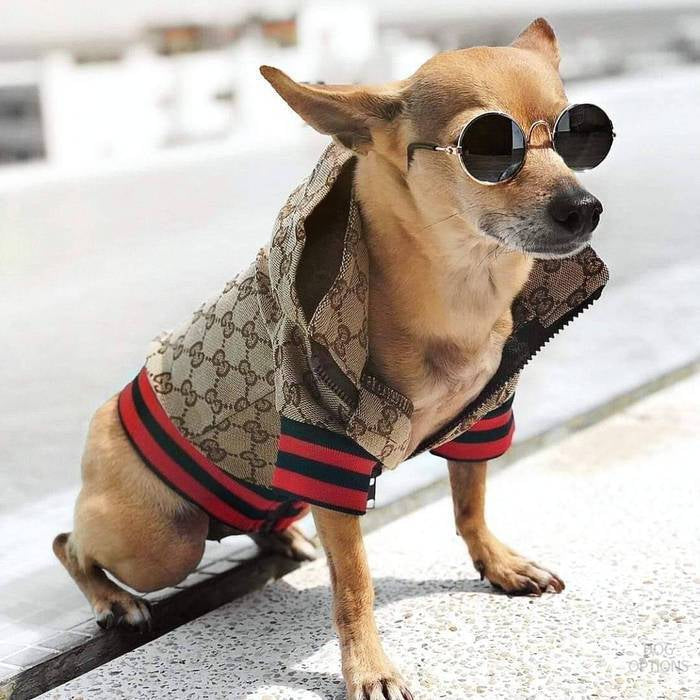 pucci dog clothes