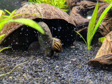 Nerite Snail for your aquarium