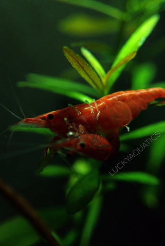 cherry-shrimp-breeding