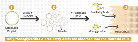 Monoglyceride Fish Oil by MYOXCIENCE