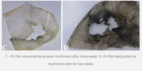 plastic eating mushroom