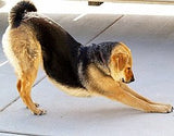 Downward Facing Dog