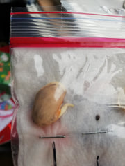 Bean sprouting in plastic bag experiment
