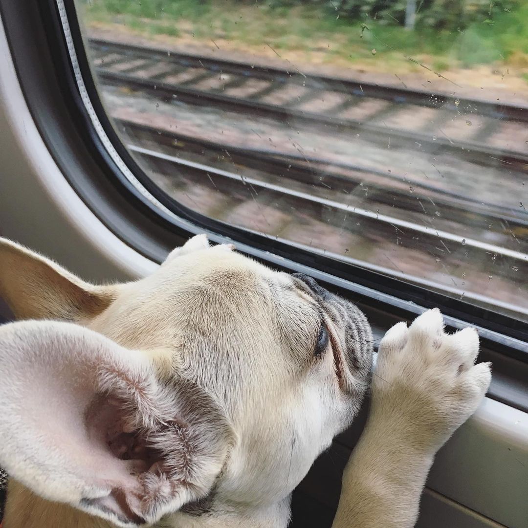 can dogs travel on eurostar