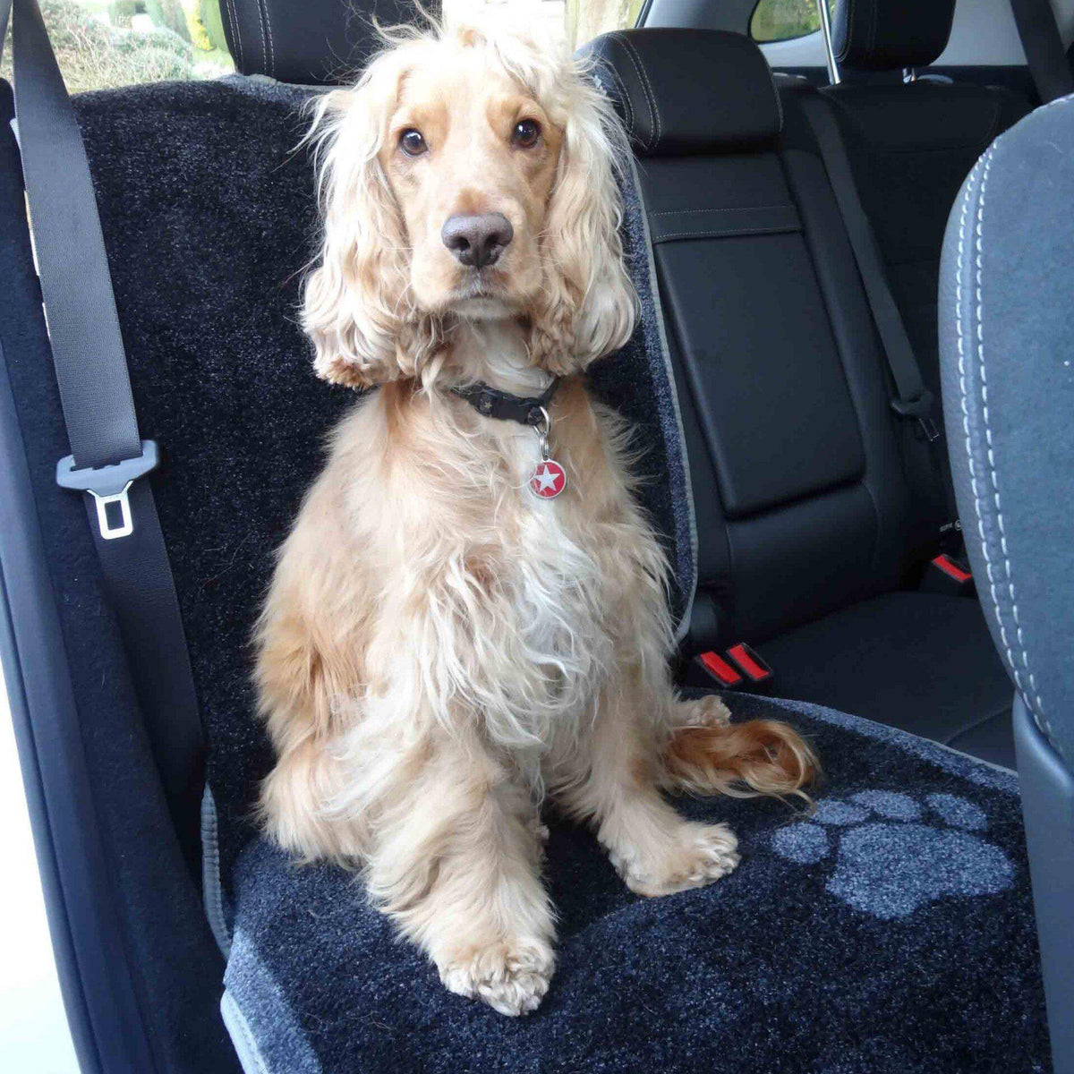 how long can a dog travel in a car