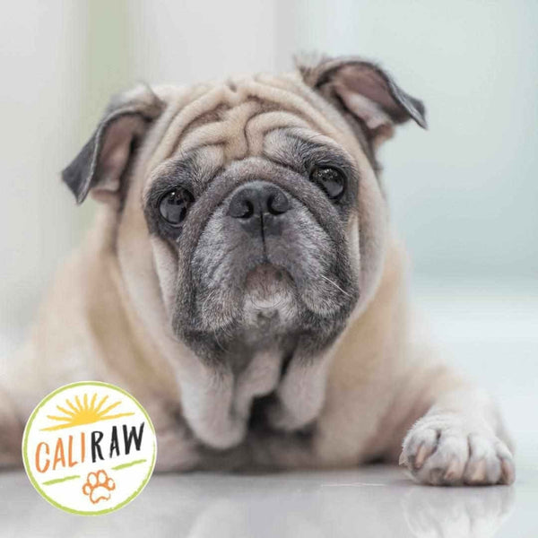 can kidney problems in dogs cause skin problems