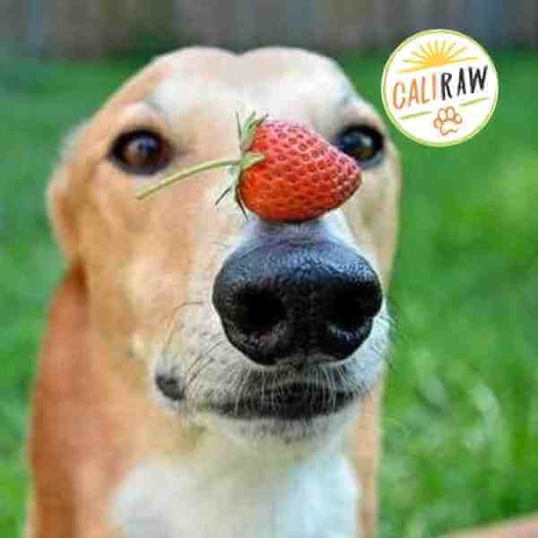 can puppies have berries