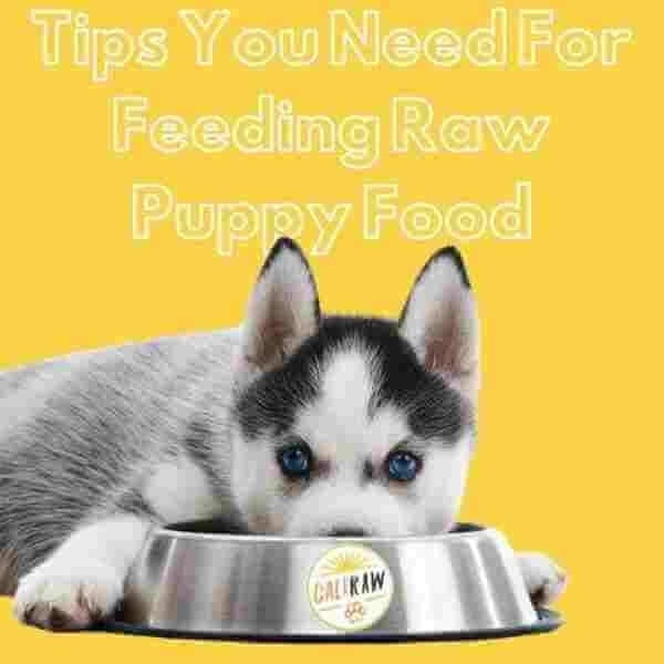 can you give puppies raw meat