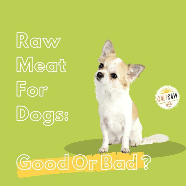 can dogs digest raw meat