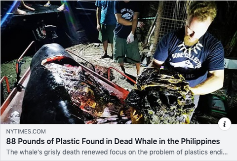 Dead Whale Found With 88 Pounds of Plastic Inside Body in the Philippines 