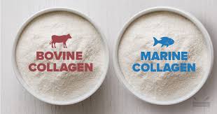 bovine vs marine collagen 