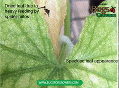 Photo 1. Speckled appearance of a leaf 