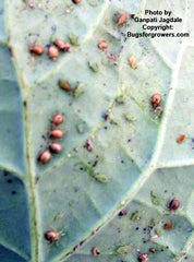 Parasitic wasp, Aphidius ervi for aphid control