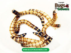 Medium Superworms